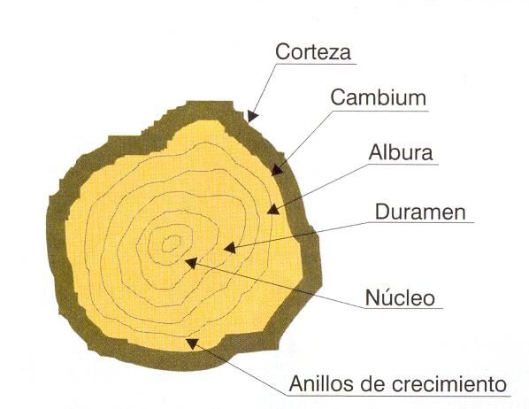 estructura de la madera